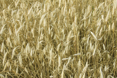 Similar image 264113