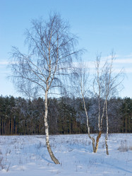 Similar image 264115