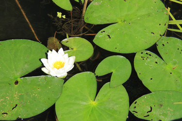 Similar image 264456