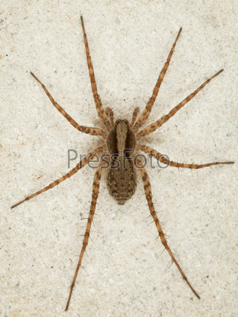 коричневый большой паук