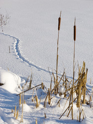 Similar image 264486