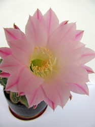 Similar image 264622