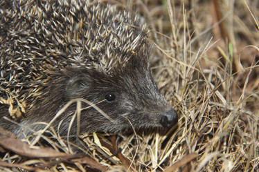 Similar image 264626