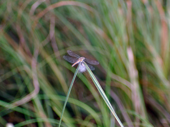 Similar image 264768