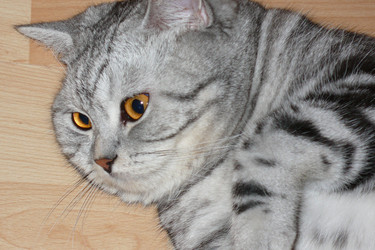 Similar image 264907