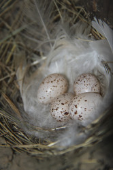 Similar image 264938