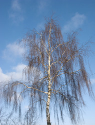 Similar image 265115