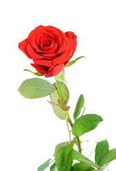 Similar image 265291