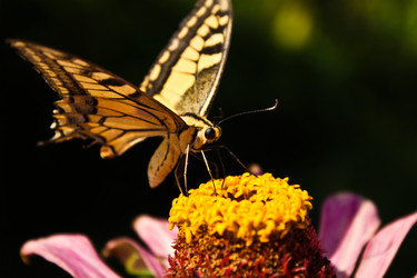 Similar image 265294