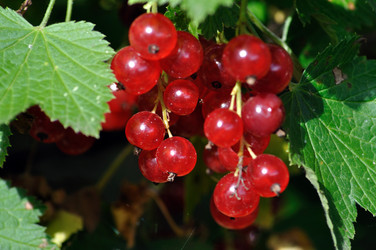 Similar image 265334