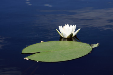 Similar image 265371