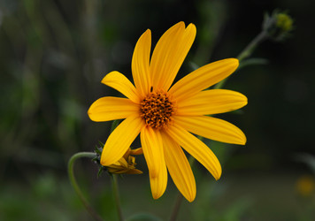 Similar image 265436