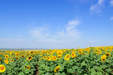 Similar image 265439