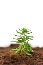 Similar image 265493