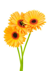 Similar image 265499