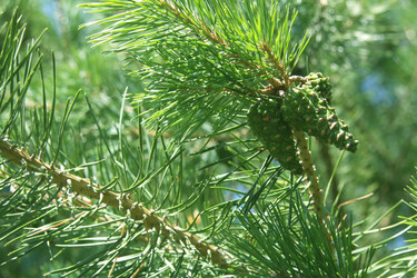 Similar image 265555