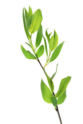 Similar image 265824