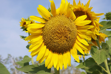 Similar image 265863