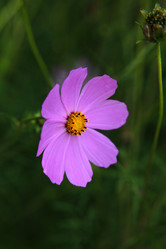 Similar image 265913