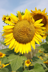 Similar image 266002