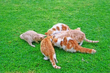 Similar image 266881