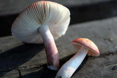 Similar image 267172