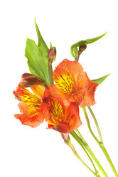 Similar image 267270