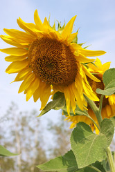 Similar image 267274