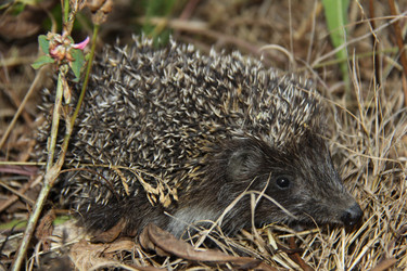 Similar image 267341