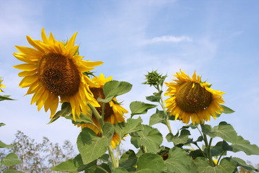 Similar image 267402