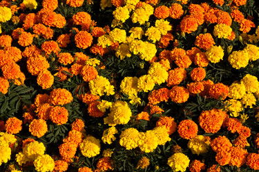 Similar image 267730