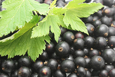 Similar image 267784