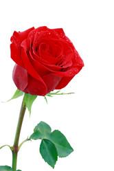 Similar image 267845