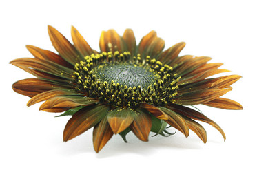 Similar image 267960