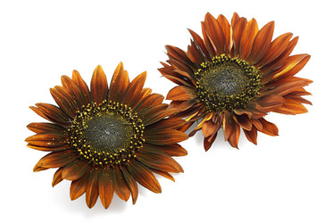 Similar image 267963