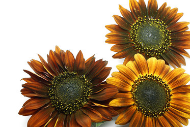 Similar image 267964