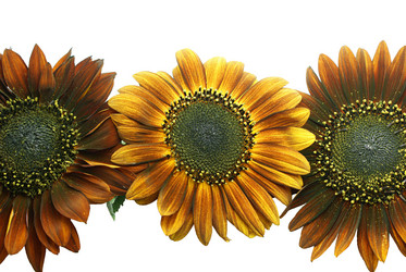 Similar image 267965