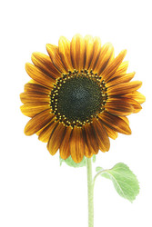 Similar image 267967