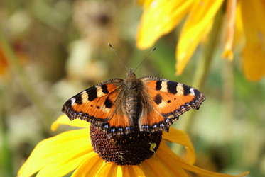 Similar image 268321