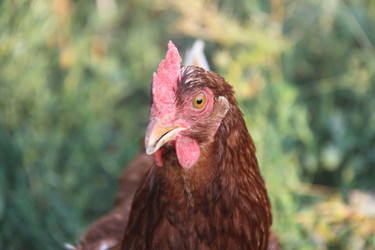 Similar image 268443