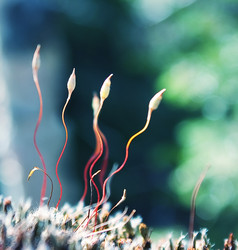 Similar image 268484