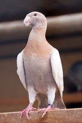 Similar image 268613