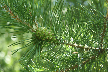 Similar image 268618