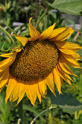 Similar image 269448