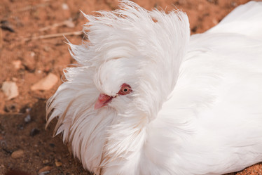 Similar image 269863