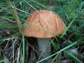 Similar image 269924