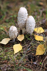 Similar image 270059