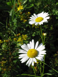 Similar image 270113