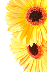 Similar image 270159