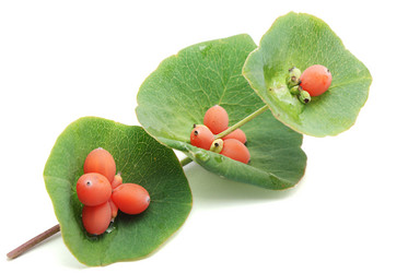 Similar image 270452